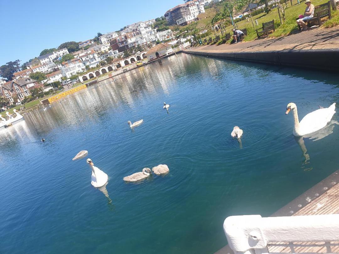 Sefton Seafront ,panoramic Sea View Ensuite Balcony Available, Guest Garden Paignton